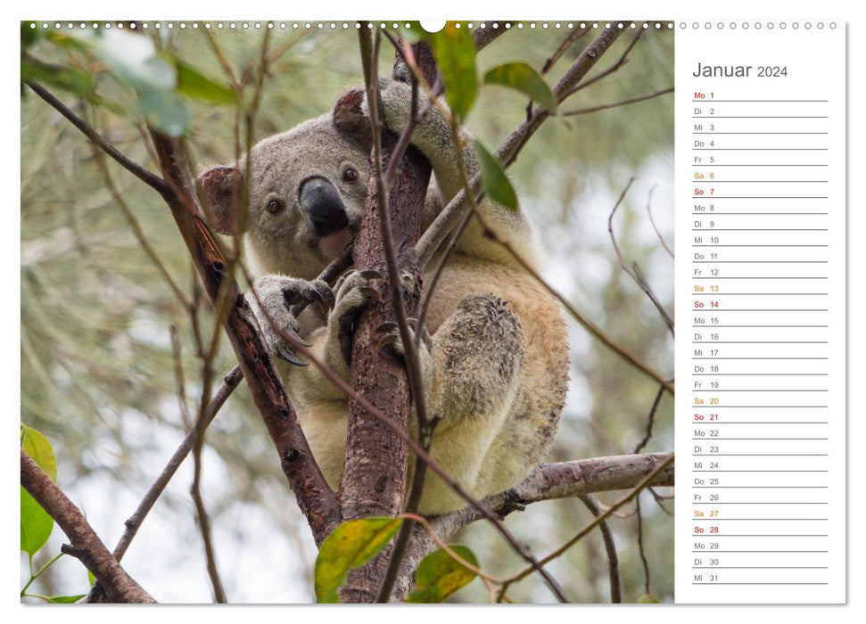 Die einzigartige Tierwelt von Australien (CALVENDO Wandkalender 2024)