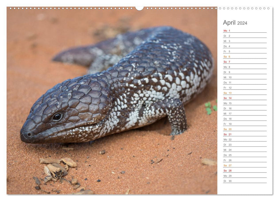 Die einzigartige Tierwelt von Australien (CALVENDO Wandkalender 2024)