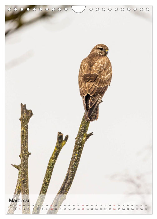 Vogelwelt der Schweiz (CALVENDO Wandkalender 2024)