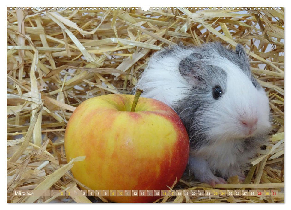 MEERSCHWEINCHEN verzaubern uns immer wieder (CALVENDO Wandkalender 2024)