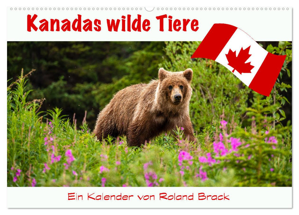 Les animaux sauvages du Canada (Calendrier mural CALVENDO 2024) 