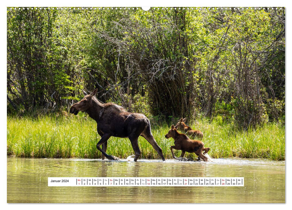 Kanadas Wilde Tiere (CALVENDO Wandkalender 2024)