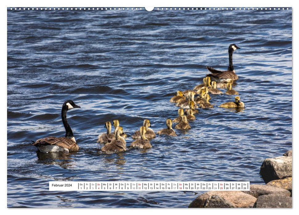 Les animaux sauvages du Canada (Calendrier mural CALVENDO 2024) 