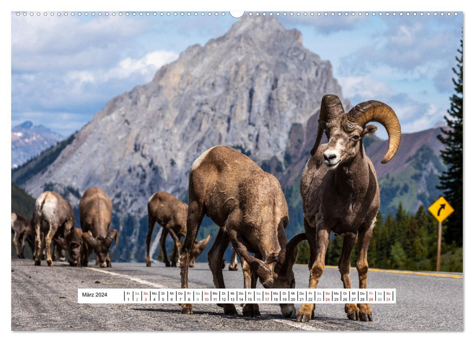 Les animaux sauvages du Canada (Calendrier mural CALVENDO 2024) 