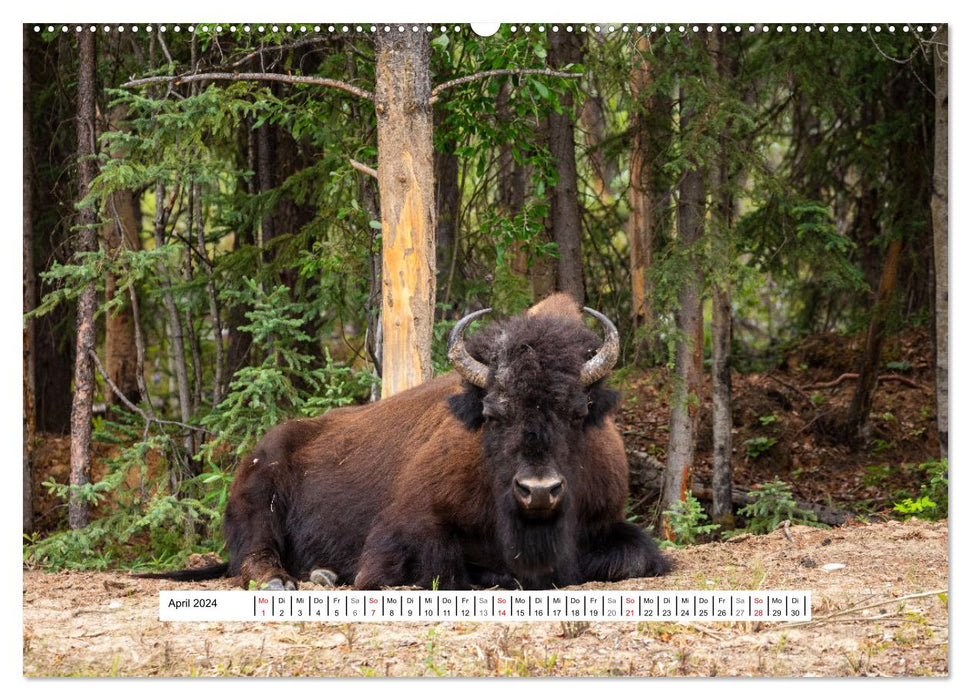 Kanadas Wilde Tiere (CALVENDO Wandkalender 2024)