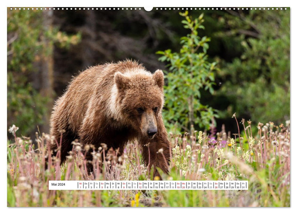 Les animaux sauvages du Canada (Calendrier mural CALVENDO 2024) 