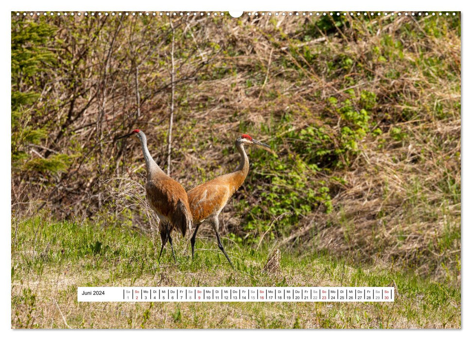 Kanadas Wilde Tiere (CALVENDO Wandkalender 2024)