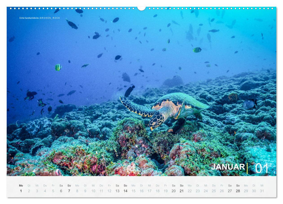 Die schönsten Korallenriffe zum Tauchen auf den Malediven (CALVENDO Premium Wandkalender 2024)