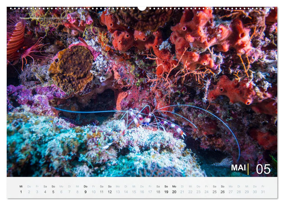 Die schönsten Korallenriffe zum Tauchen auf den Malediven (CALVENDO Premium Wandkalender 2024)