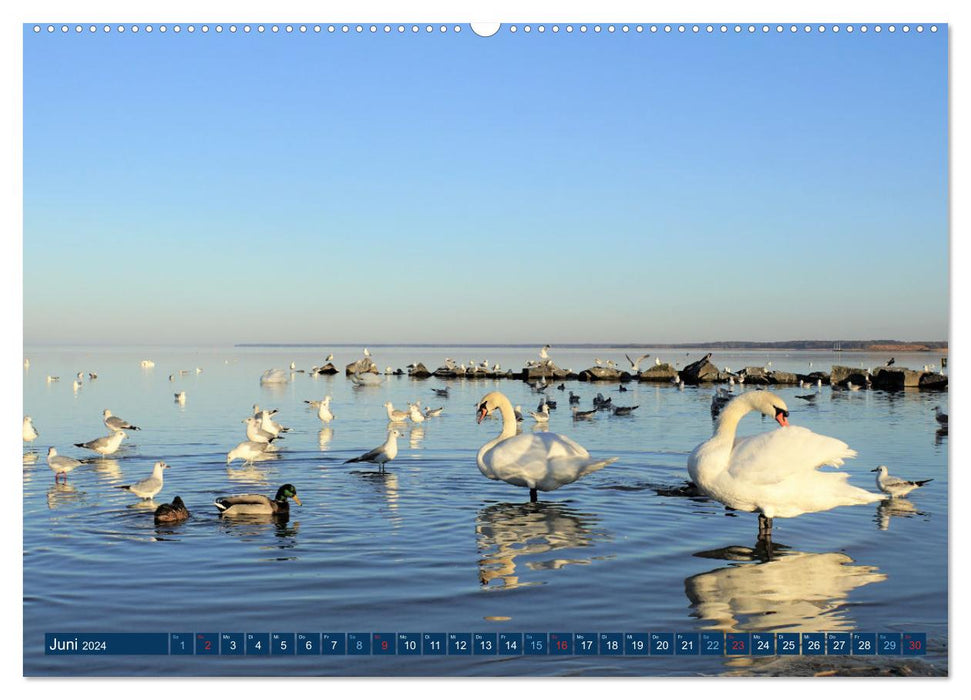 Expérience nature Stettiner Lagoon (calendrier mural CALVENDO 2024) 