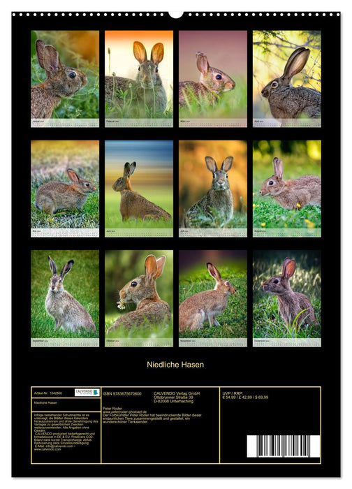 Lapins mignons (Calendrier mural CALVENDO 2024)