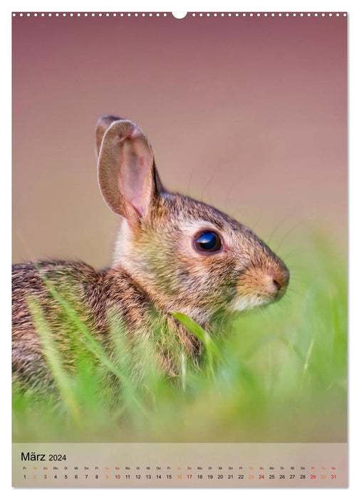 Lapins mignons (Calendrier mural CALVENDO 2024)