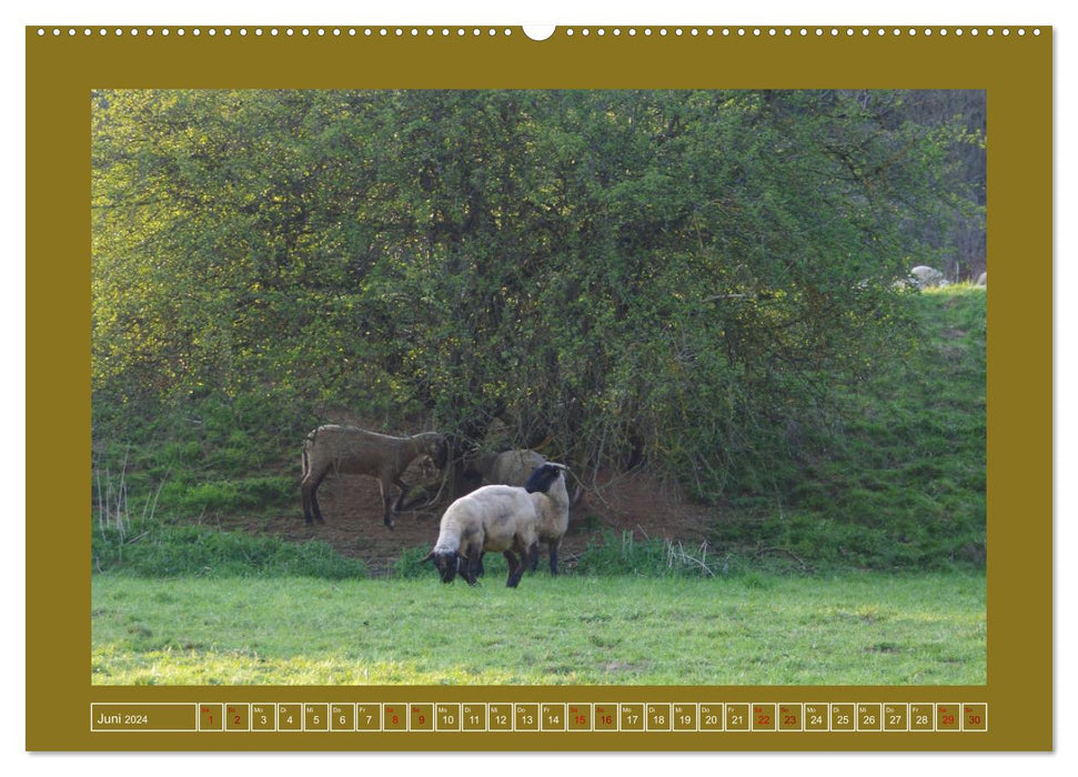 Moor-Stimmungen (CALVENDO Wandkalender 2024)