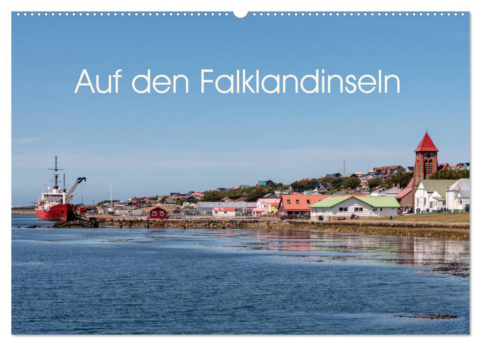 Aux Îles Falkland (Calendrier mural CALVENDO 2024) 