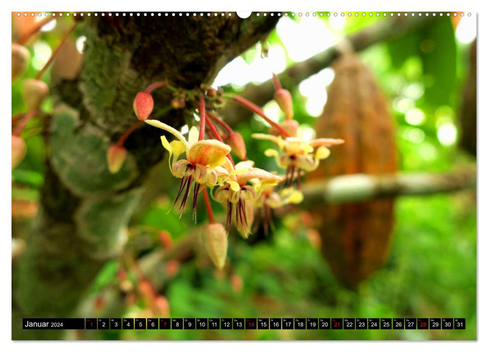 Le cacao en Afrique (calendrier mural CALVENDO 2024) 