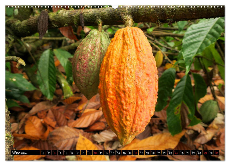 Le cacao en Afrique (calendrier mural CALVENDO 2024) 