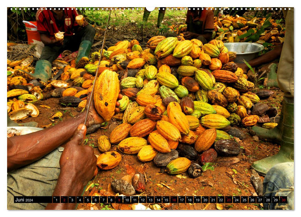 Le cacao en Afrique (calendrier mural CALVENDO 2024) 