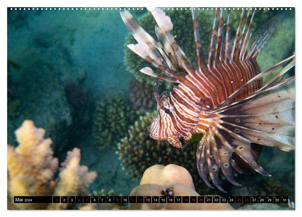 Merveilles naturelles de la mer Rouge (calendrier mural CALVENDO 2024) 