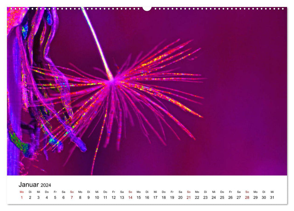 Pissenlits aux couleurs flashy (Calendrier mural CALVENDO Premium 2024) 