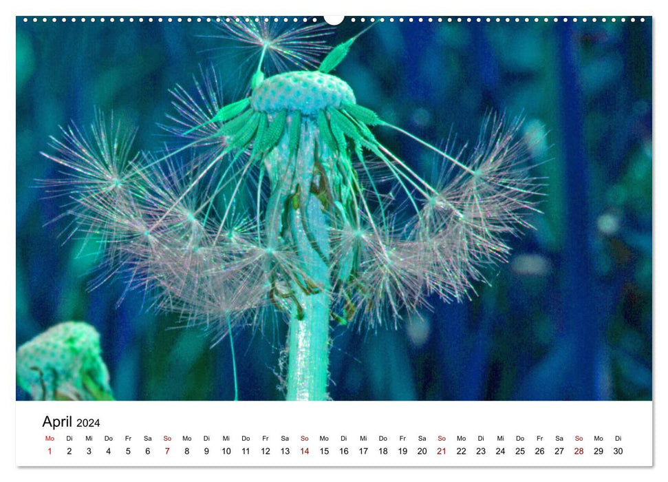 Pusteblumen in schrillen Farben (CALVENDO Premium Wandkalender 2024)