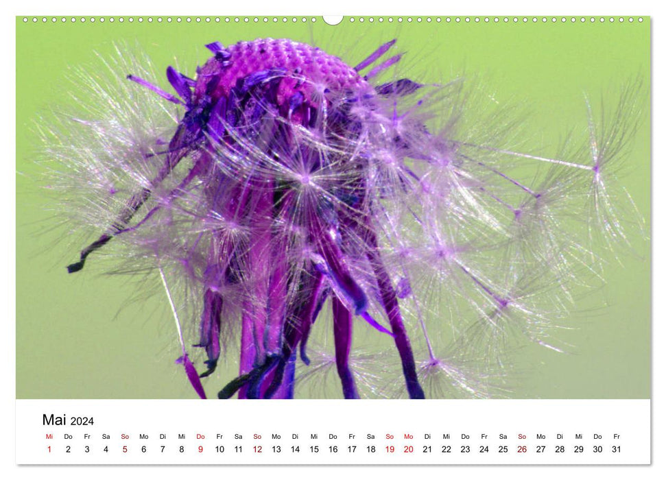 Pusteblumen in schrillen Farben (CALVENDO Premium Wandkalender 2024)