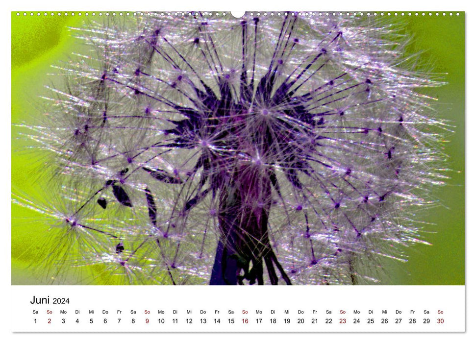 Pissenlits aux couleurs flashy (Calendrier mural CALVENDO Premium 2024) 