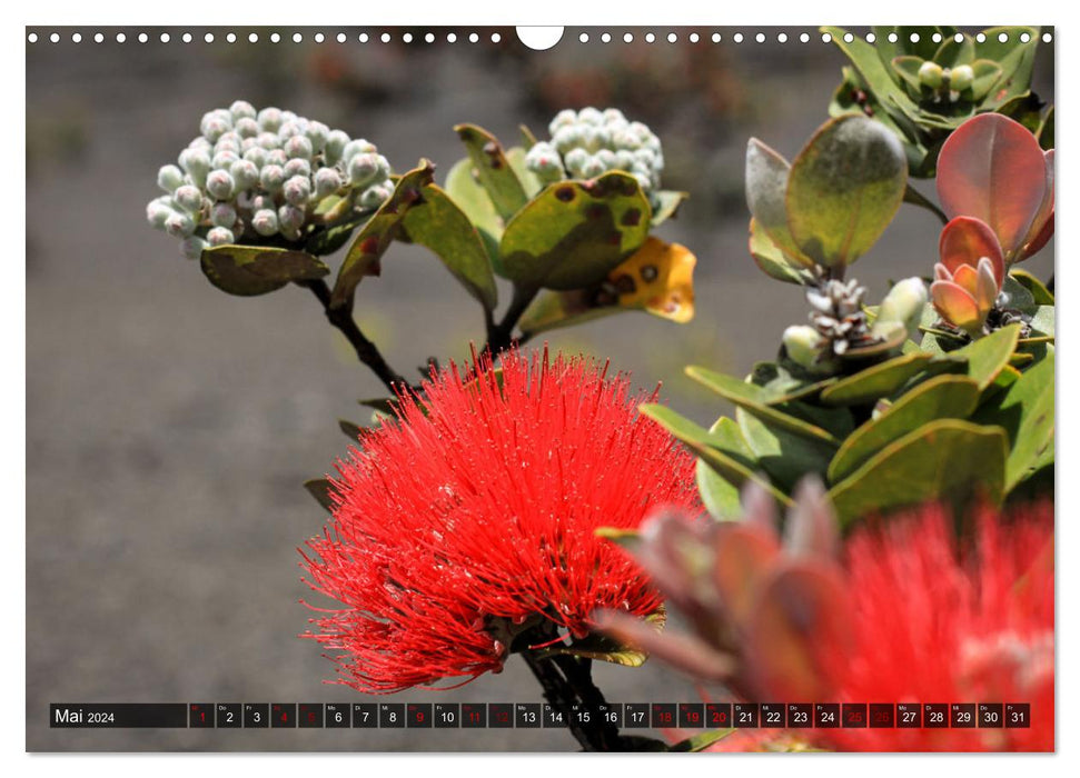 Tier- und Pflanzenparadies Hawaii (CALVENDO Wandkalender 2024)