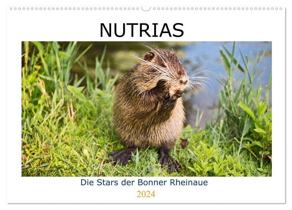 NUTRIAS - Die Stars der Bonner Rheinaue (CALVENDO Wandkalender 2024)