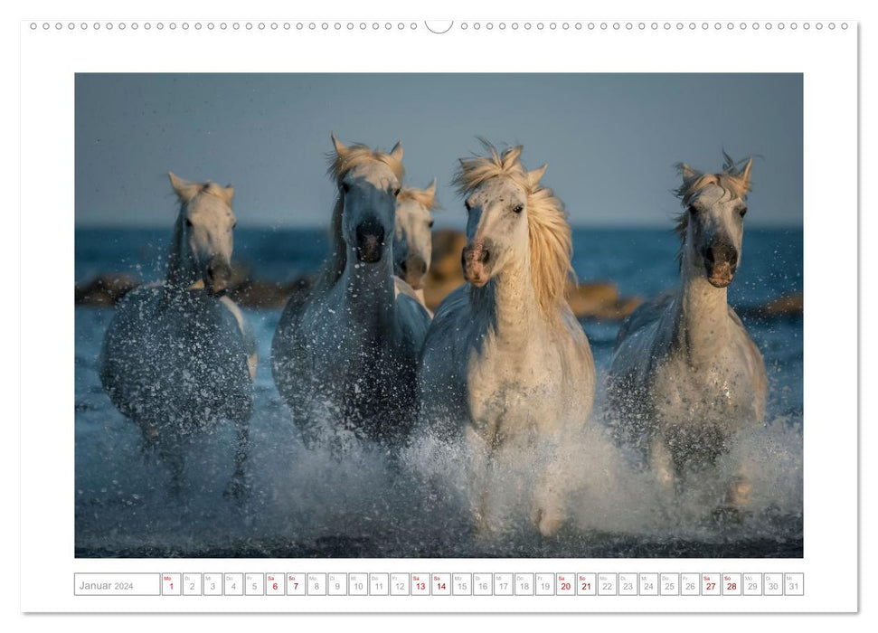 Pferdeparadies Camargue (CALVENDO Premium Wandkalender 2024)