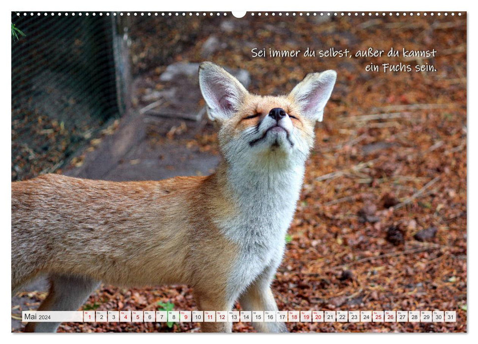 Renards effrontés - dictons amusants (Calendrier mural CALVENDO Premium 2024) 