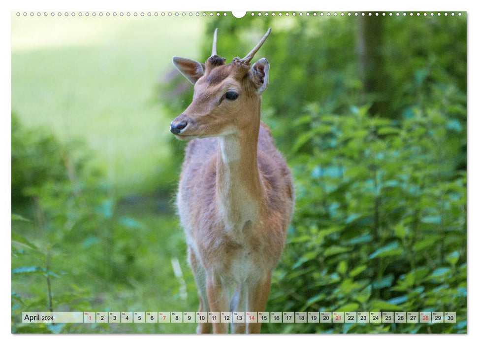 Heimische Tiere - Rehe (CALVENDO Premium Wandkalender 2024)