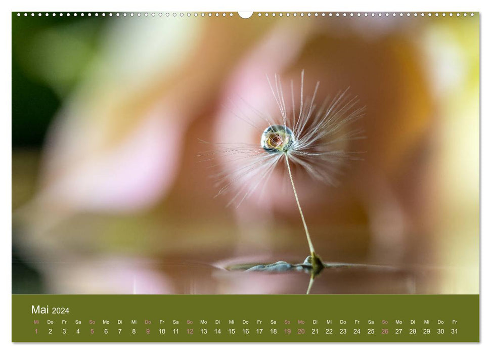 Supprimer des mondes ; La fascination de la macrophotographie (Calendrier mural CALVENDO Premium 2024) 