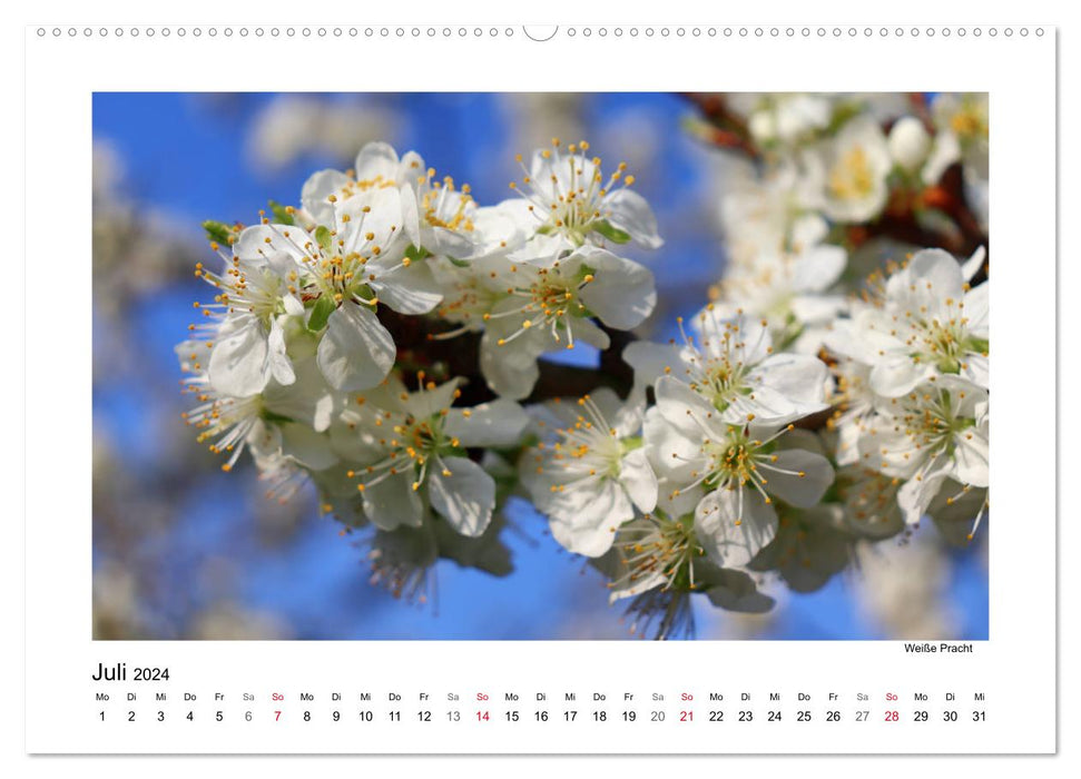 Kirschblüte rund um Witzenhausen (CALVENDO Premium Wandkalender 2024)