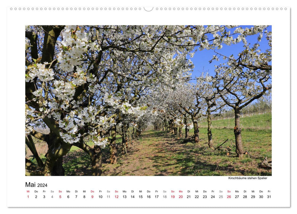 Fleurs de cerisier autour de Witzenhausen (calendrier mural CALVENDO 2024) 