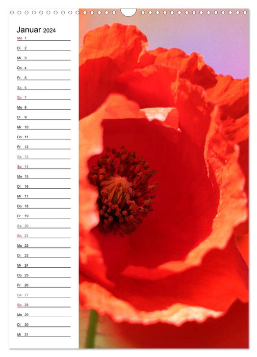 Mohn, zarte Blüten, starke Farben, der Geburtstagskalender (CALVENDO Wandkalender 2024)