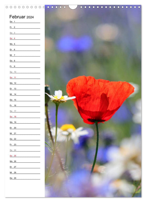 Mohn, zarte Blüten, starke Farben, der Geburtstagskalender (CALVENDO Wandkalender 2024)