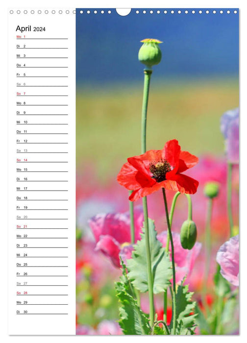 Mohn, zarte Blüten, starke Farben, der Geburtstagskalender (CALVENDO Wandkalender 2024)