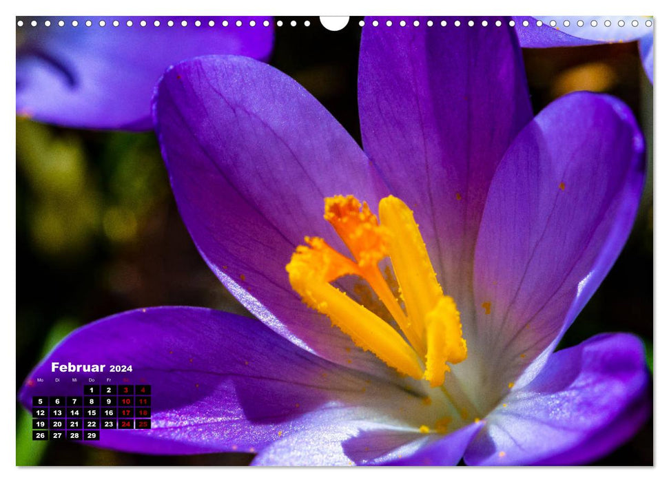 Die Schönheit der Blumen (CALVENDO Wandkalender 2024)
