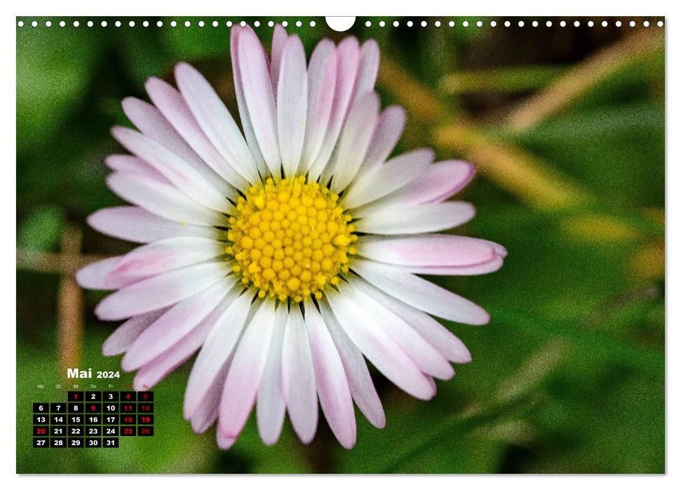 Die Schönheit der Blumen (CALVENDO Wandkalender 2024)