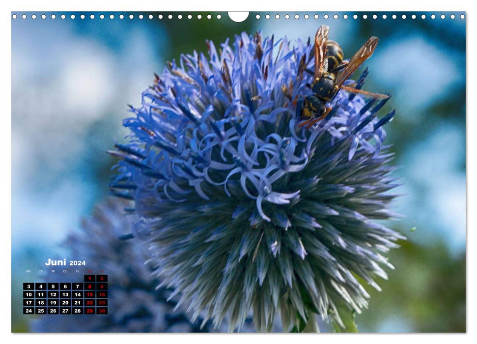 La beauté des fleurs (Calendrier mural CALVENDO 2024) 