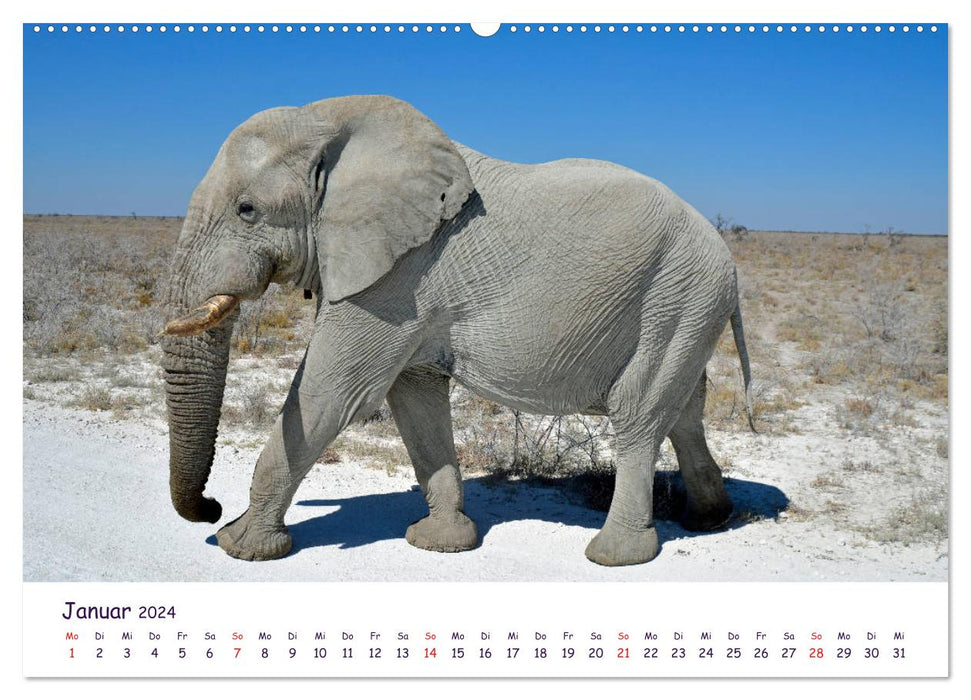 Auf Safari in Afrika (CALVENDO Wandkalender 2024)
