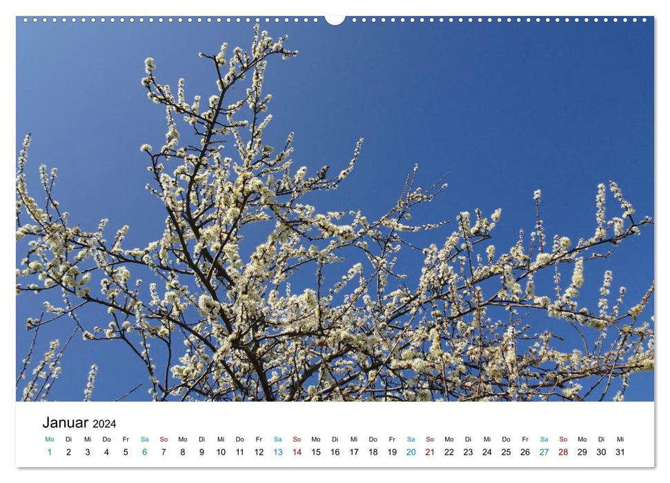 Frühling und Natur (CALVENDO Wandkalender 2024)