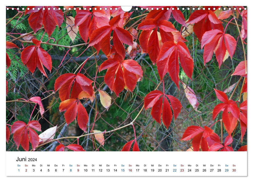 Impressions d'automne (Calendrier mural CALVENDO 2024) 