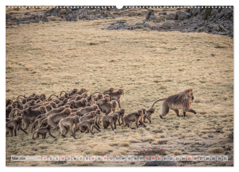 Wild Ethiopia (CALVENDO wall calendar 2024) 