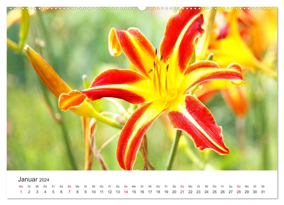 Feurige Lilien (CALVENDO Premium Wandkalender 2024)