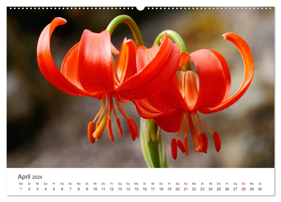 Fiery Lilies (CALVENDO Premium Wall Calendar 2024) 