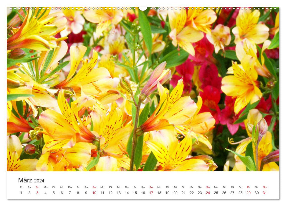 Fiery Lilies (CALVENDO Wall Calendar 2024) 
