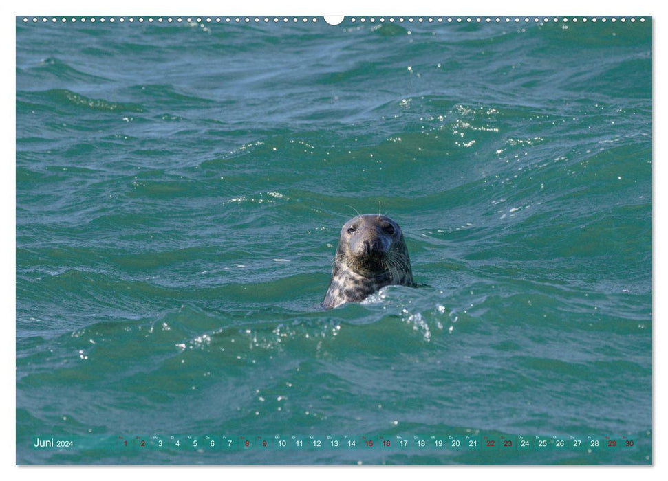 WALES - The coastal landscape of Pembrokeshire (CALVENDO Premium Wall Calendar 2024) 