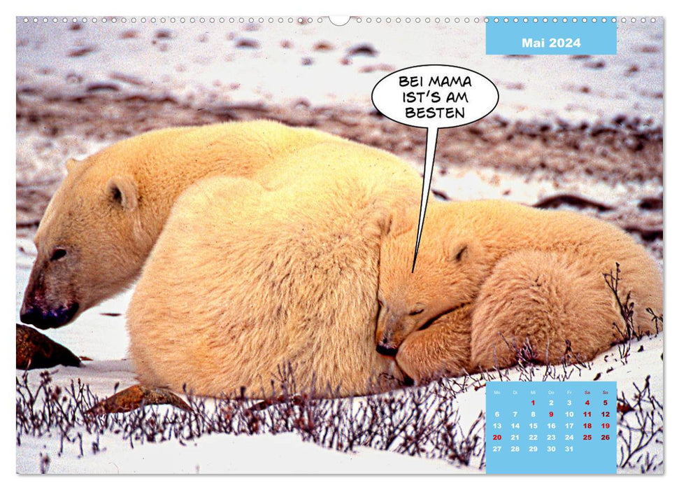 Funny polar bears (CALVENDO wall calendar 2024) 