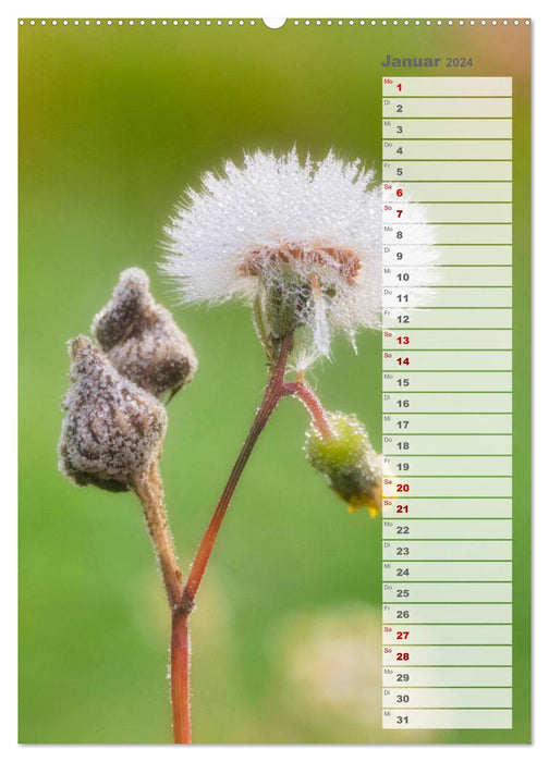 Wilde Blumen träumen (CALVENDO Wandkalender 2024)